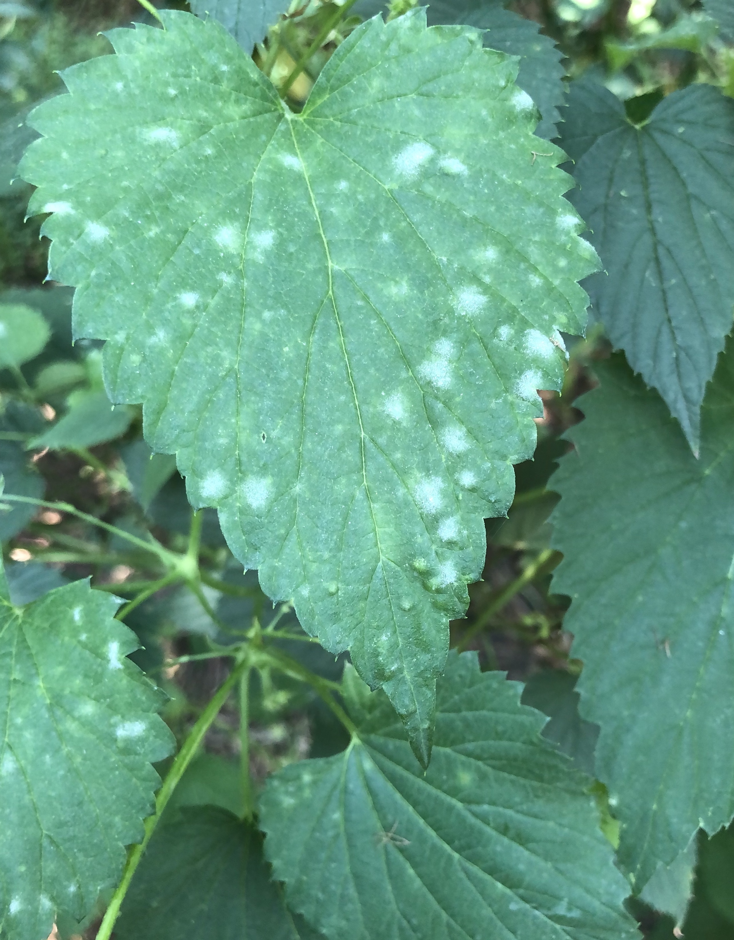 Foliar symptoms of powdery mildew